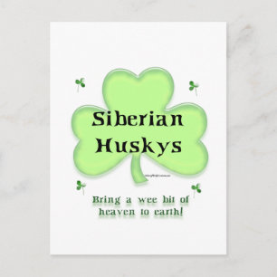 Carte Postale Sibérien Husky Heaven; Husky St. Patrick's day