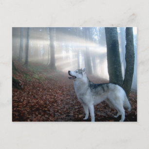 Carte Postale Sibérien Husky - Postkarte