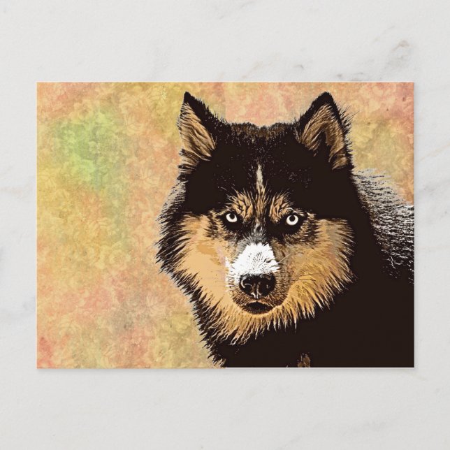 Carte postale Sibérienne Husky (Devant)