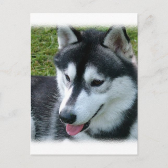 Carte postale Sibérienne Husky (Devant)