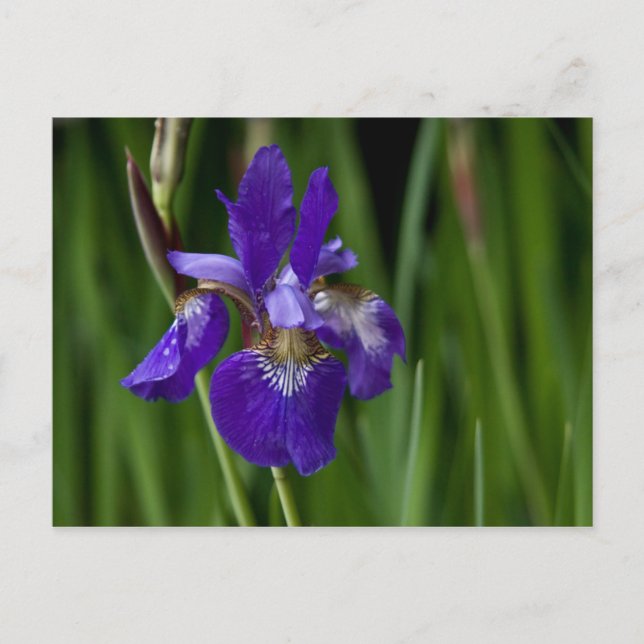 Carte postale Sibérienne Iris (Devant)