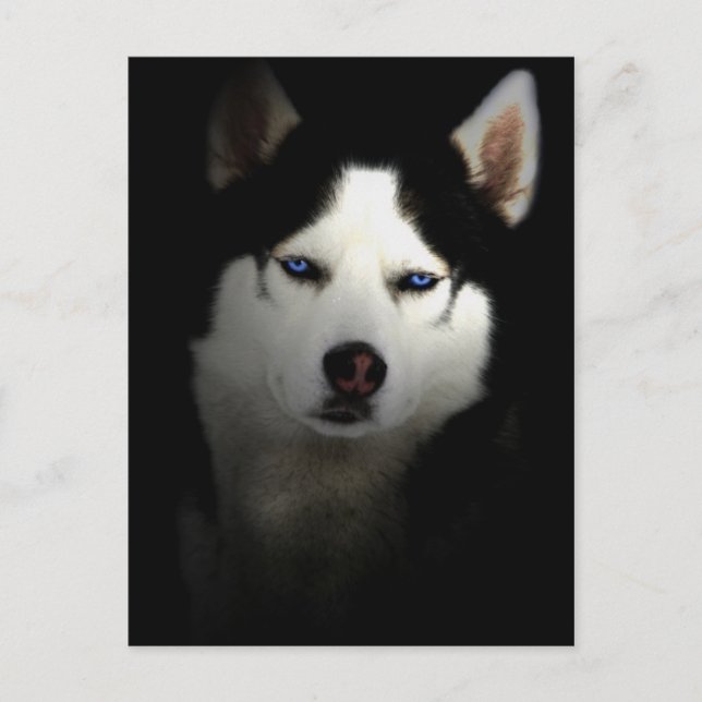Carte Postale Sibirien Husky (Devant)