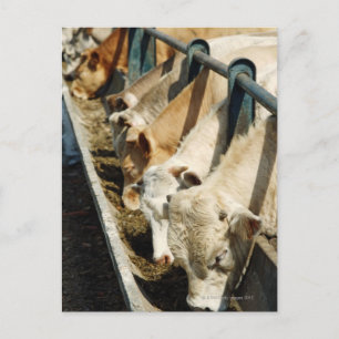 Carte Postale Sicile, Italie