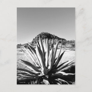 Carte Postale Siècle à Fort Davis