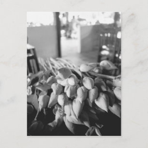 Carte Postale Siem Reap Cambodia, Lotus Flowers