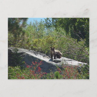 Carte Postale Sierra Bear Cub