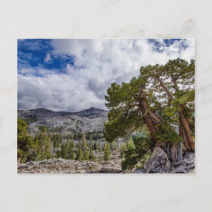 Carte Postale Sierra Juniper et arbres À feuillage persistant