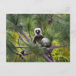 Carte Postale Sifaka de Coquerel dans la forêt