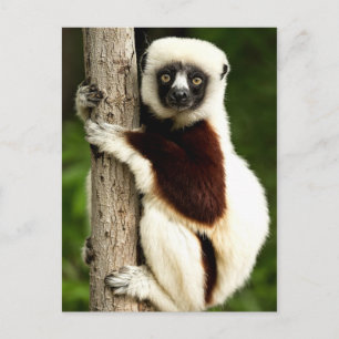 Carte Postale Sifaka Lemur dans la forêt de Madagascar