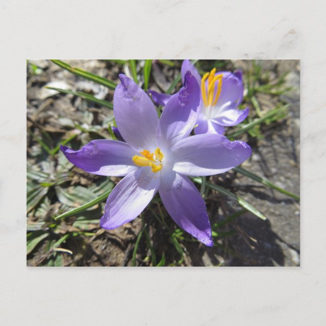 Carte Postale Signe Du Printemps (Devant)