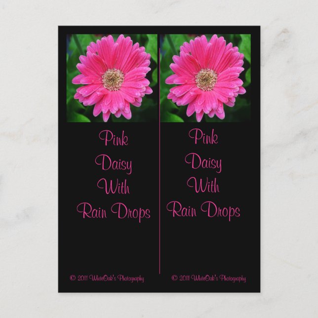 Carte postale Signet Rose Daisy (Devant)