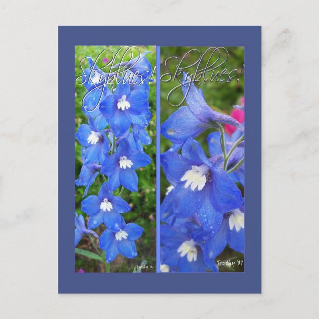 CARTE POSTALE SIGNETS SKYBLUES (Devant)