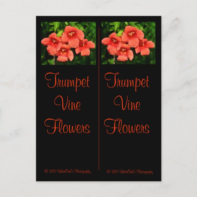 Carte postale Signets Vins de trompette (Devant)