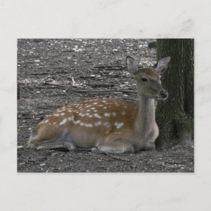 Carte Postale Sika cerf