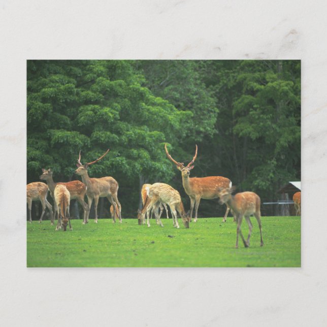 Carte Postale Sika cerf debout dans une clairière (Devant)