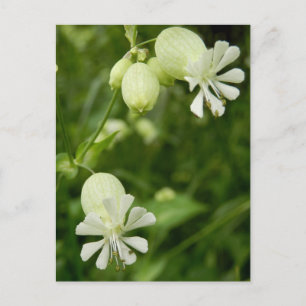Carte postale Silene Vulgaris