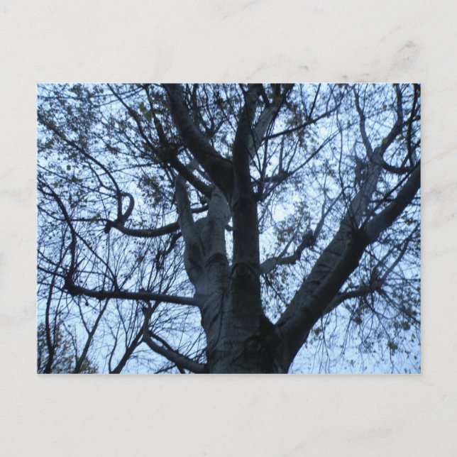 Carte postale Silhouette Arbre (Devant)