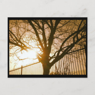 Carte postale Silhouette Arbre Du Soleil