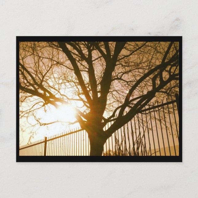 Carte postale Silhouette Arbre Du Soleil (Devant)