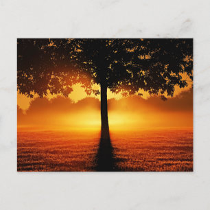 Carte Postale Silhouette au lever du soleil