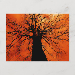 Carte Postale Silhouette d'arbre contre ciel orange