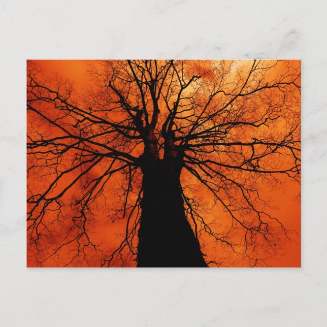 Carte Postale Silhouette d'arbre contre ciel orange (Devant)