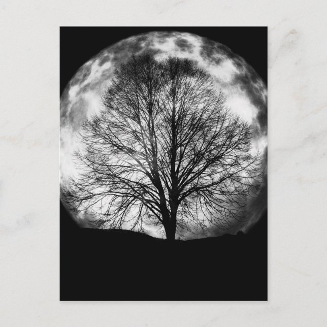 Carte Postale Silhouette d'arbre devant une Pleine lune (Devant)