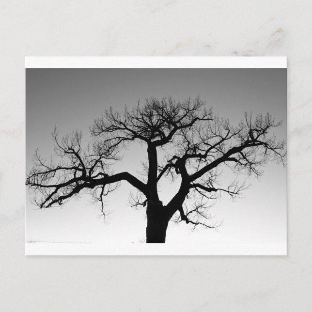 Carte Postale Silhouette d'arbre en hiver (Devant)