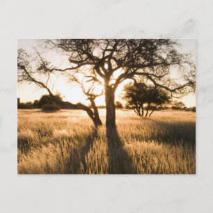 Carte Postale Silhouette d'arbres d'acacia dans l'herbe. Marient