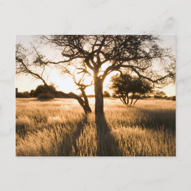 Carte Postale Silhouette d'arbres d'acacia dans l'herbe. Marient (Devant)
