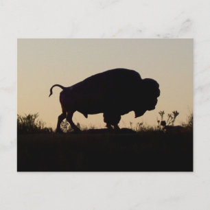Carte Postale Silhouette de Buffalo