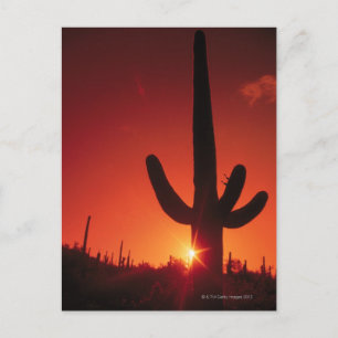 Carte Postale Silhouette de cactus au crépuscule, Saguaro Nation