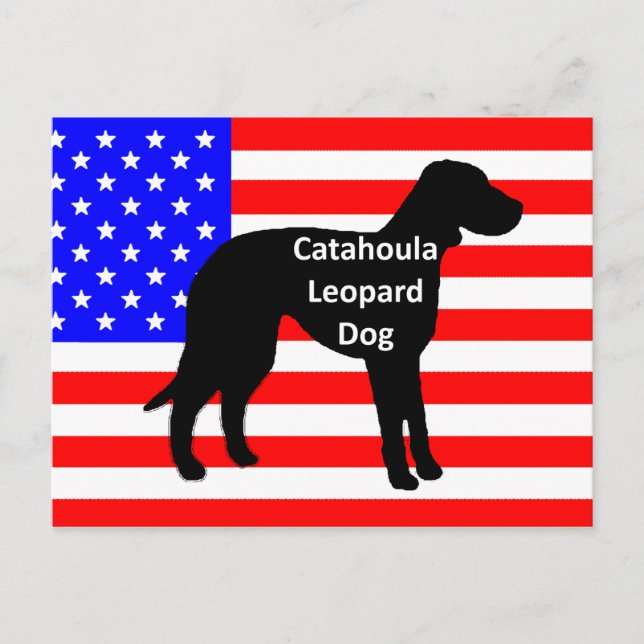 Carte Postale silhouette de catahoula nom sur drapeau américain (Devant)