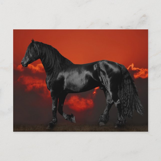 Carte Postale Silhouette de cheval au coucher du soleil (Devant)