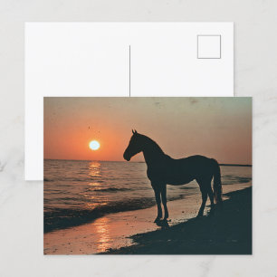 Carte Postale Silhouette de cheval couché de soleil au bord de l