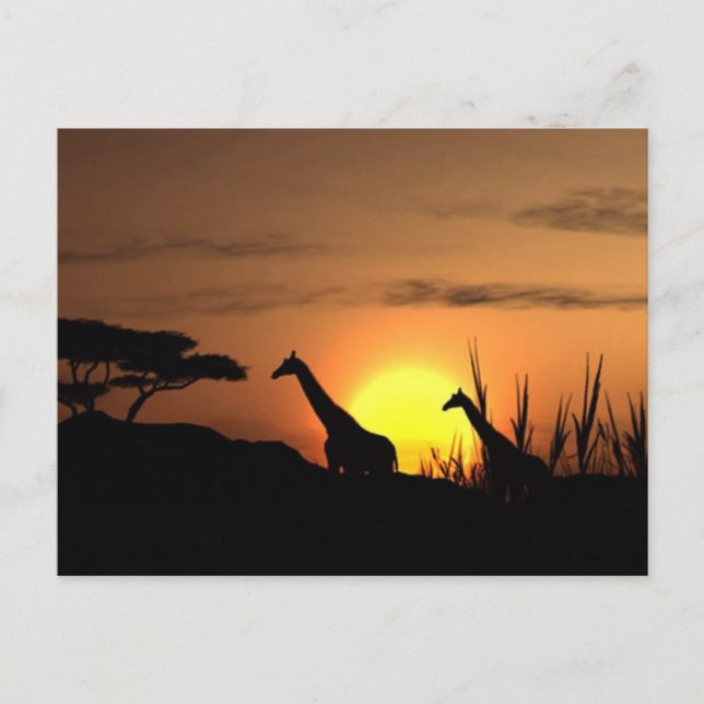 Carte postale "Silhouette de girafe au coucher du  (Devant)