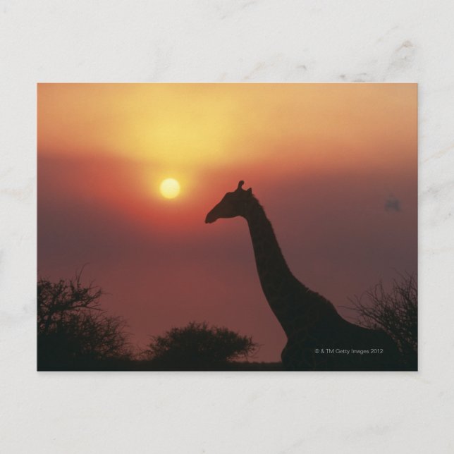 Carte Postale Silhouette de Giraffe (Giraffa Camelopardalis) (Devant)