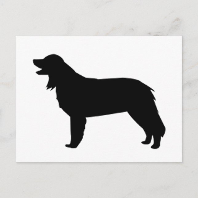 Carte Postale silhouette de hovawart (Devant)