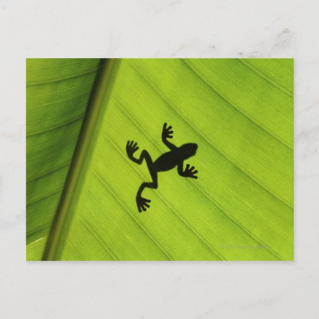 Carte Postale Silhouette de la grenouille à travers la feuille d (Devant)