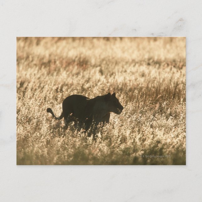 Carte Postale Silhouette de la lionne (Panthera leo) en herbe lo (Devant)