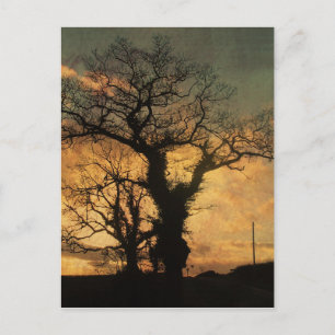 Carte Postale Silhouette de l'arbre