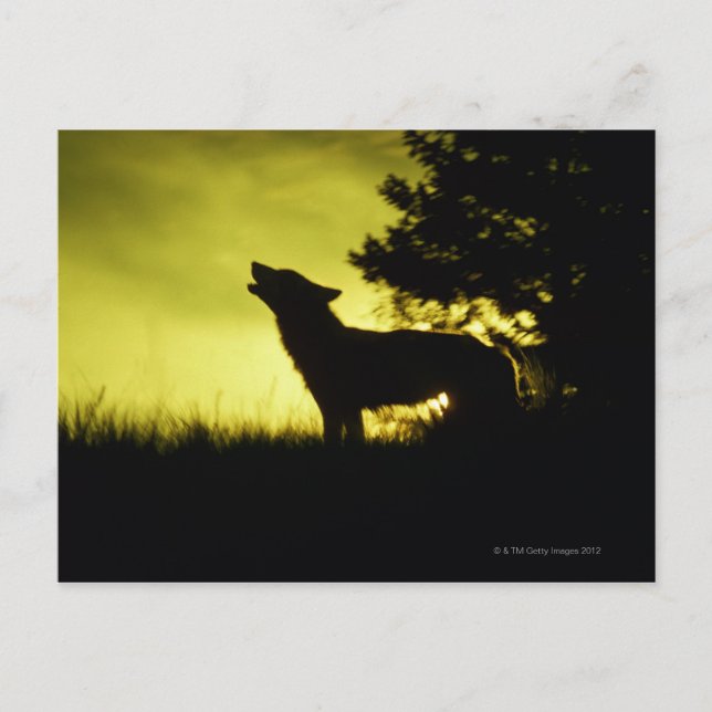 Carte Postale Silhouette de loup hurlant (Devant)