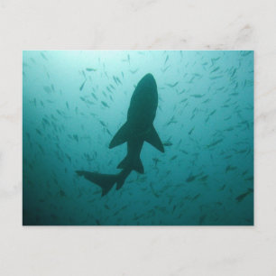 Carte Postale Silhouette de requin