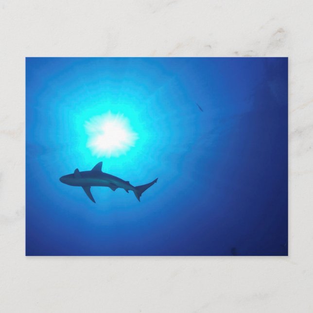 Carte Postale Silhouette de requin (Devant)