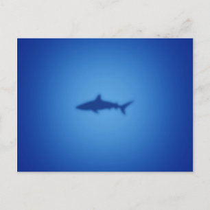 Carte Postale Silhouette de requin