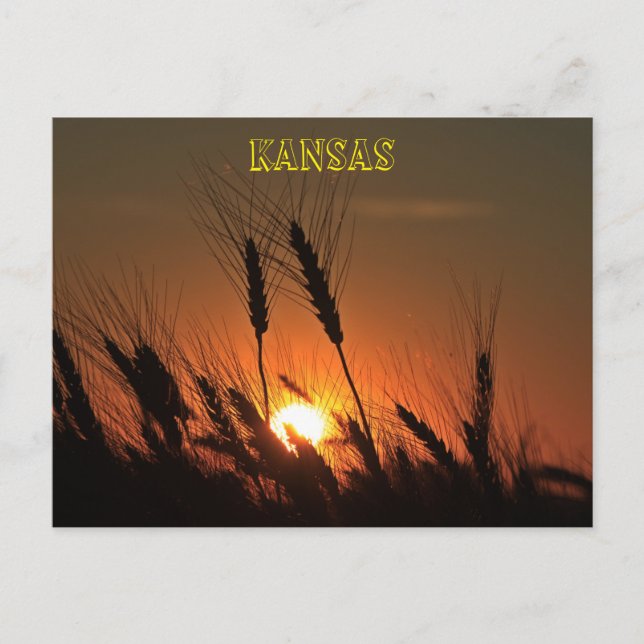 Carte Postale Silhouette de Sunset de Blé Kansas (Devant)