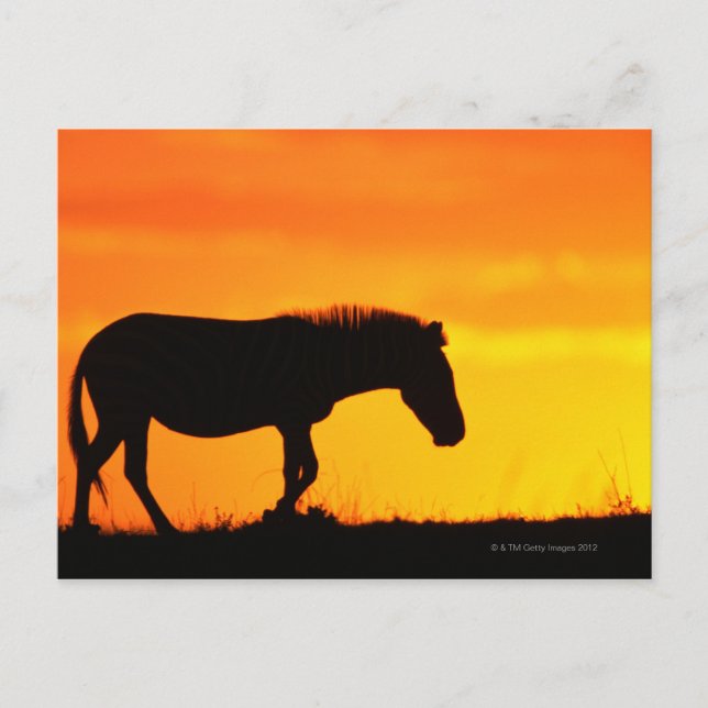 Carte Postale Silhouette de zèbre sur la savane (Devant)