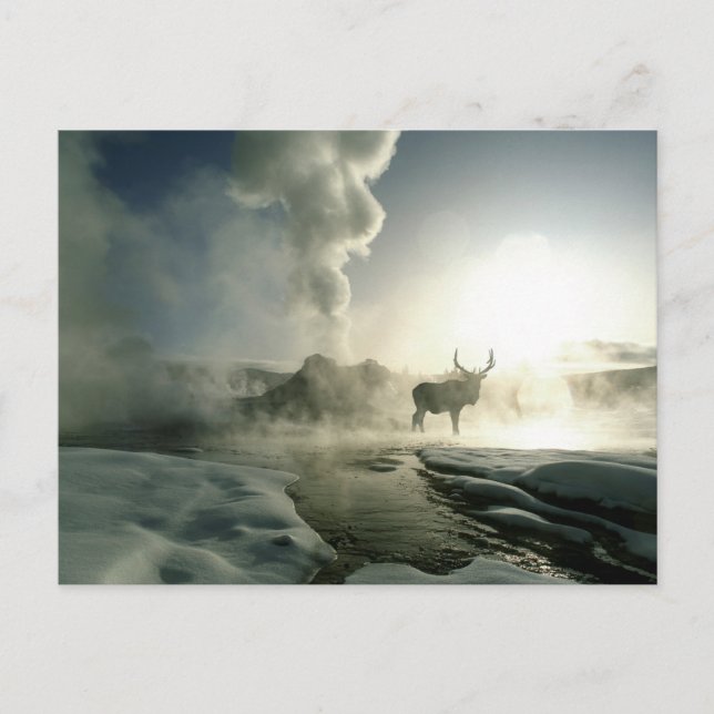 Carte Postale Silhouette d'Elk au Castle Geyser (Devant)