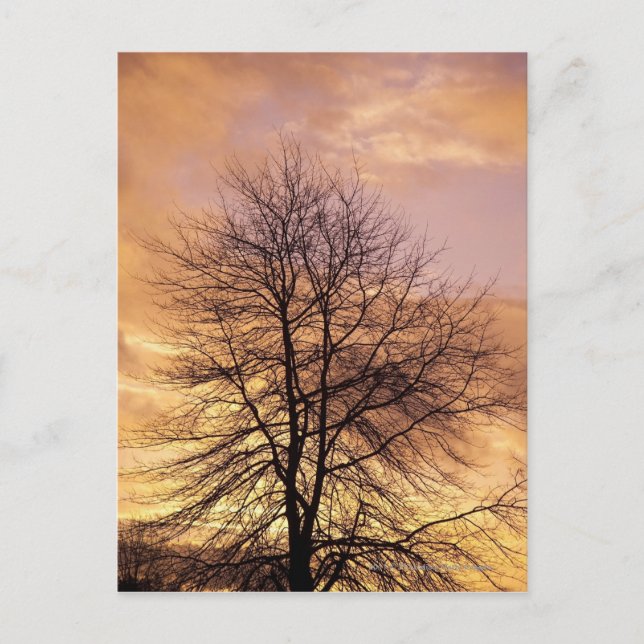 Carte Postale Silhouette d'un arbre avec ciel rose et orange (Devant)
