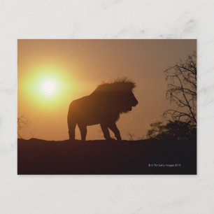 Carte Postale Silhouette d'un lion